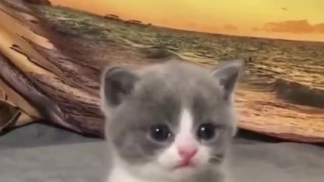 Cute and Funny Cat Videos 😹 Vidéo De Chat À Mourir De Rire 😂 Funniest Cats Compilation n°476