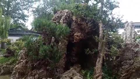 How to plant trees on stones?