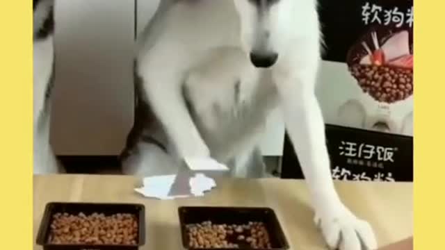 You're a little wet behind the ears