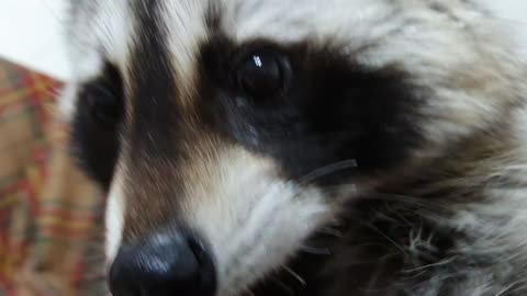 Raccoon got a kiss on the cheek from his mother.