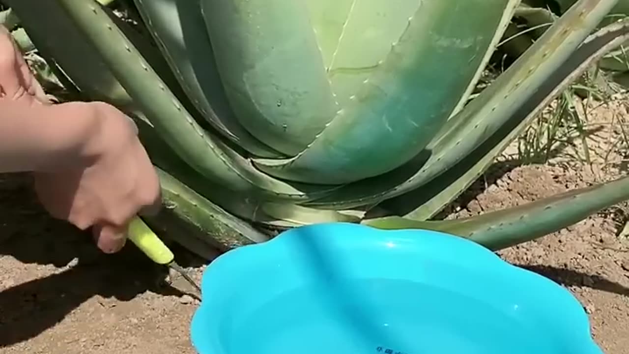 TOP 10 AMAZING BEAUTY HACKS WITH ALOE VERA