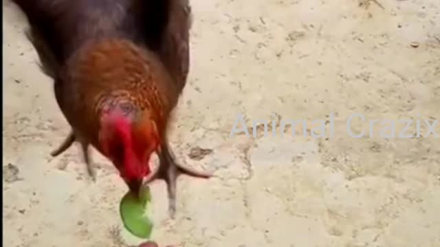 Chicken flying for cucumber || Chicken flying for food