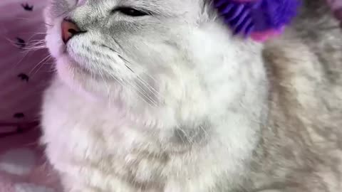 How to clean the ear and eyes of cat