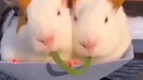 So Cute ! ☺️
