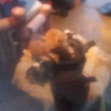 cats #shorts #short #foryou #foryoupage #viral #fyp