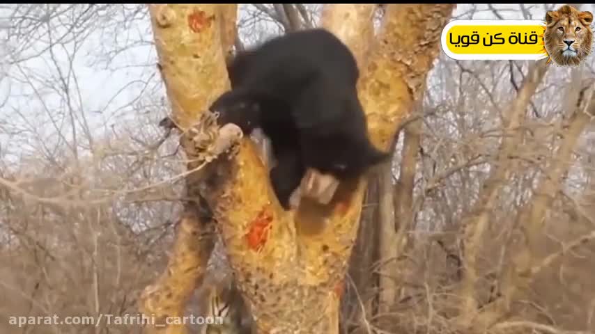 Wildlife and bear fight with lion and other animals.