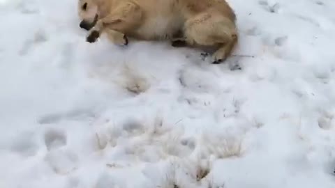 Golden retriever playing in snow