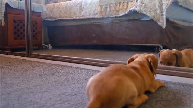 Little dog fights with his reflection.