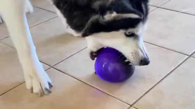 Water Balloon EXPLODES IN HUSKY'S FACE AGAIN!