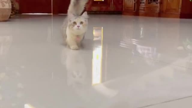 Funny Animal - Funny Cats Funny Animal Video