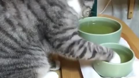 Funny and Cute Cats Videos #17 │ Gadis Sekarwangi