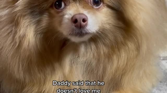 petlover#doglover#pomeranian#funny