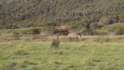 Rhino saves children from lions.Leo has no control over the rhino mother.