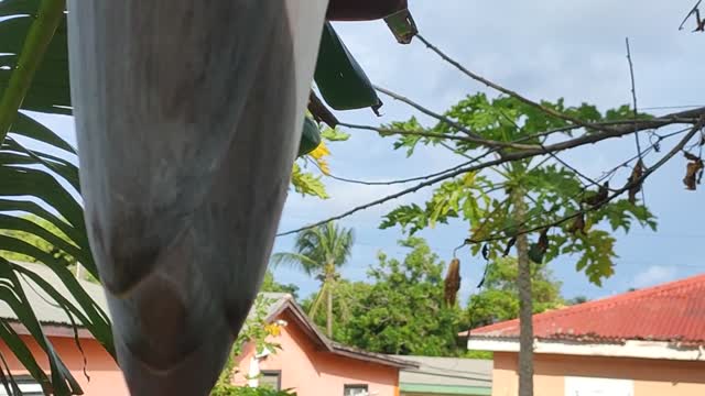 Plaintain update part 3