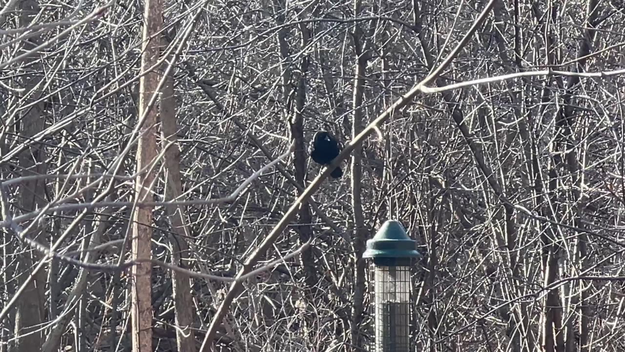 Cardinal and Redwing Blackbird at the feeder