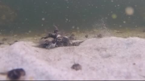 Killer Tadpoles Devour Minnow