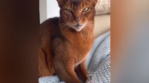 Top Funny Pet Videos Mix