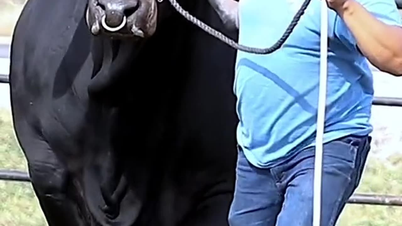 Www calf