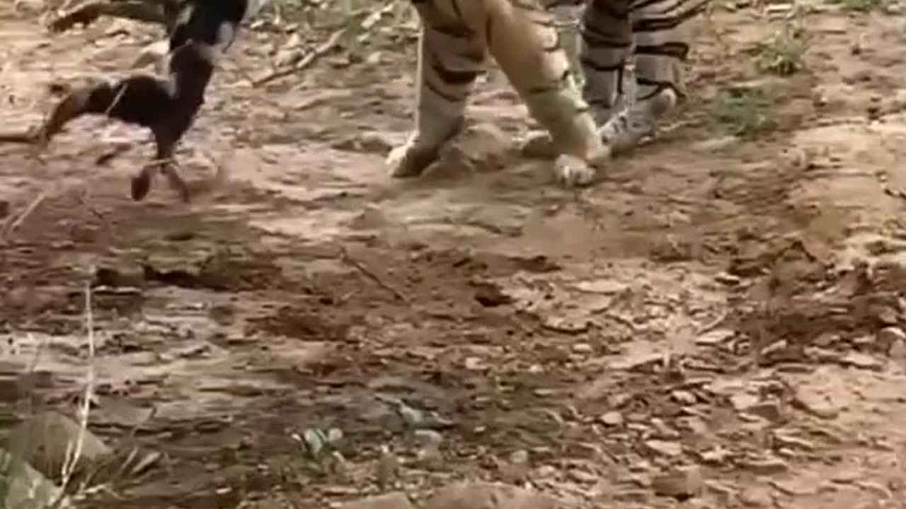 A tiger hunted a dog the forest 😭🐶😭
