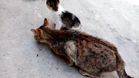 Whimsical little kittens are playing in the yard. Funny and interesting cute kittens