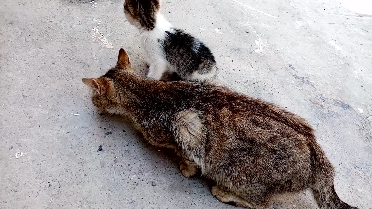 Whimsical little kittens are playing in the yard. Funny and interesting cute kittens