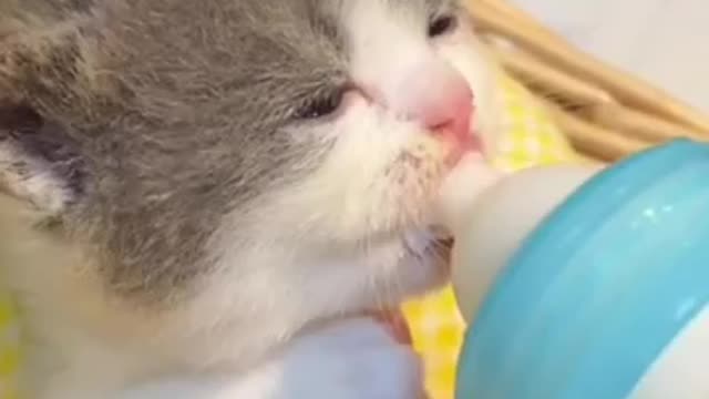 Funny cat videos funny dog video cat's meow meow meow meow ๐บ๐บ๐บ