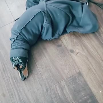 Llama a su dueña lloriqueando tras quedar atrapado en su "fetiche" para sentirse amado