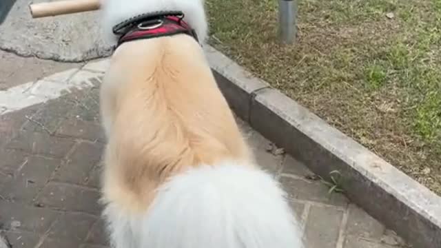With a dog