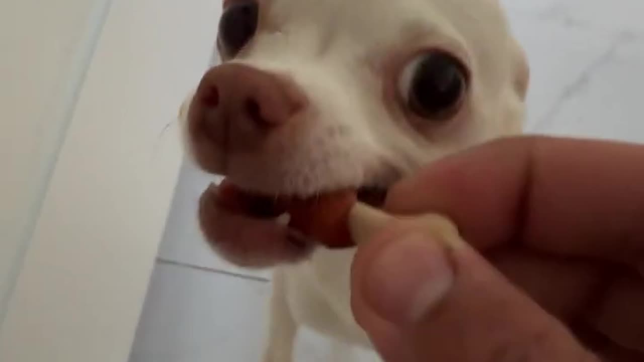 Dogs Funny videos prank Kuchi Kuchi Koo with candy๐๐