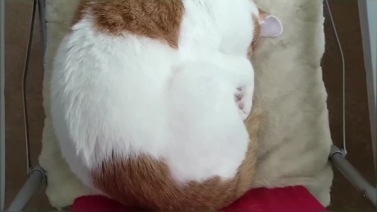 Snoring Cat