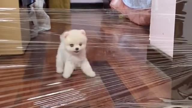 Lovely and funny Lovely dog videos in 2021