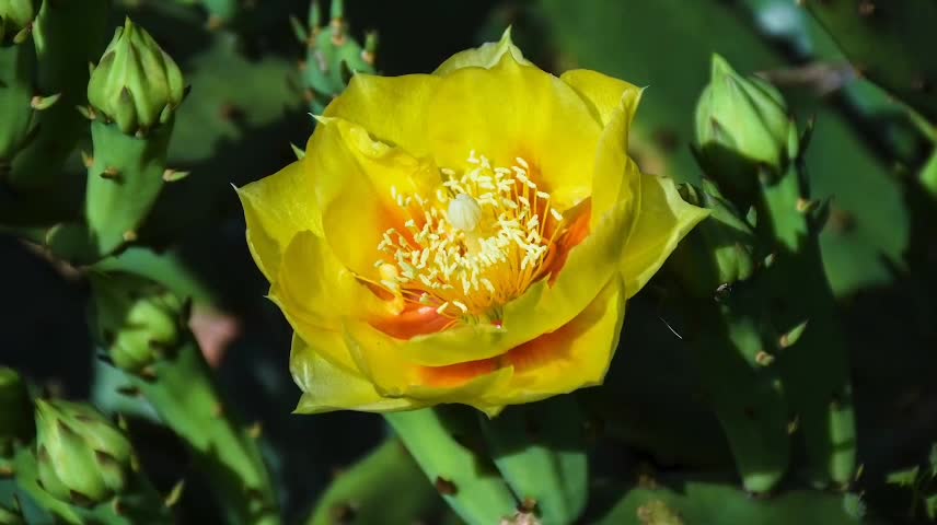 I love the green leaves and the beautiful flowers