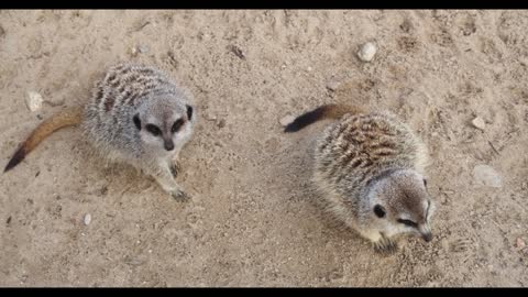 Laugh and laugh at these cute animals