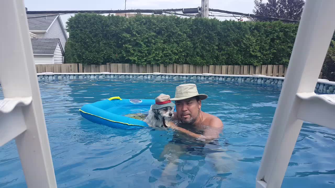 Le chien qui veut sortir de la piscine