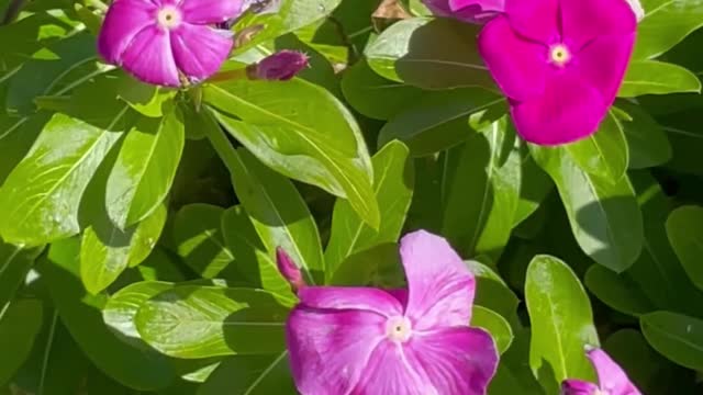 Bee in Flower