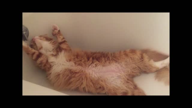 Cat Bath!