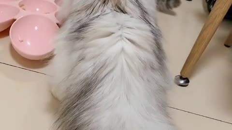 lazy kitten
