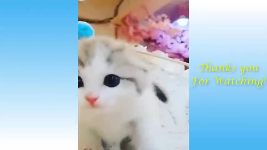 Funniest pets don't try to hold back laughter