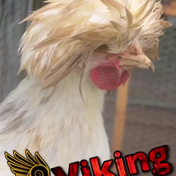 Viking Warrior Chicken