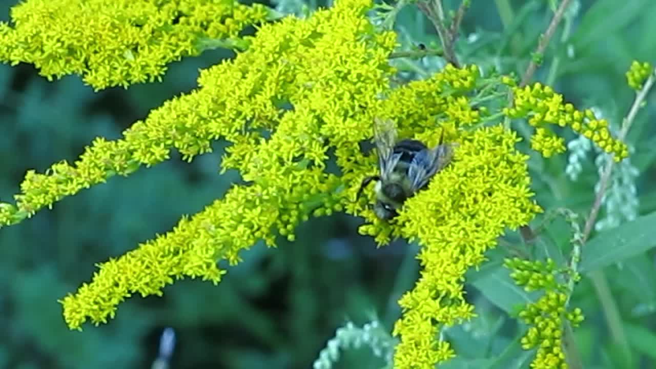 bee on goldenrod