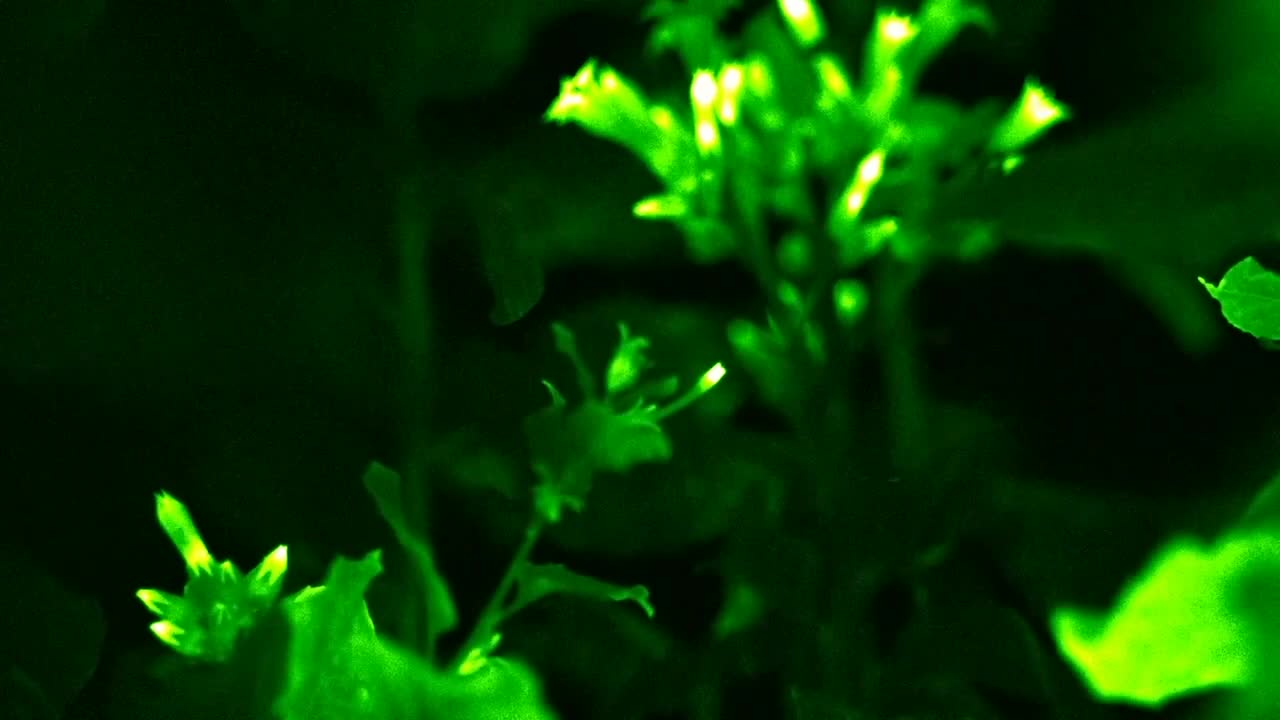 Glowing Plants