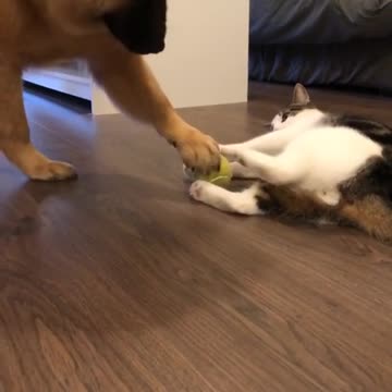 #dog #eurasier #cat #iloveyou #animauxmavie #eurasierpuppies #chien #chat #mylife ...