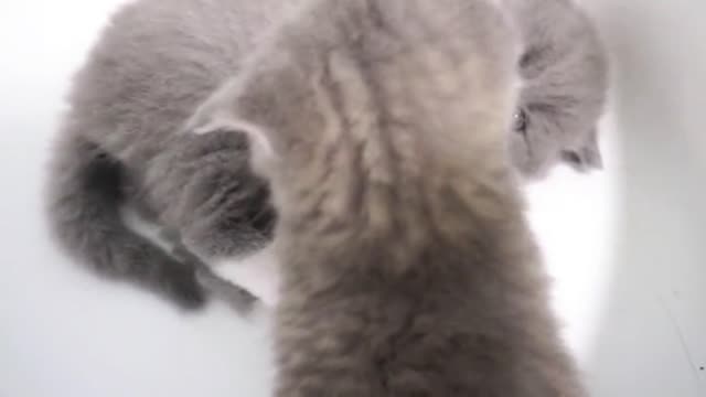 cute cat