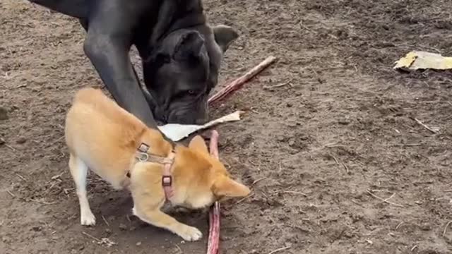 puppy dog trying to make scared big dog for chicken bones,