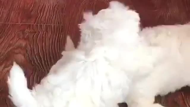 White Doggies like clouds play together, cute puppies