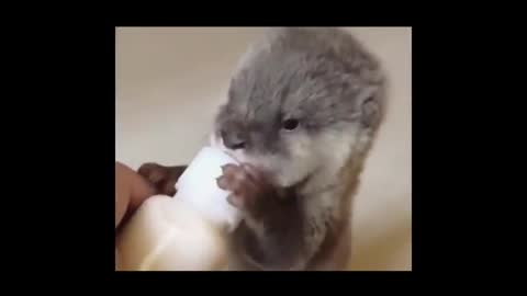 baby otter drinking milk