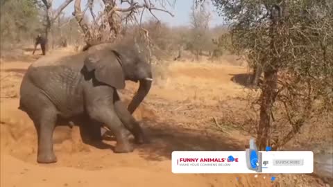 06 Best Funny Animal Videos 2022 😄 Funniest Dogs And Cats Videos 😍😺