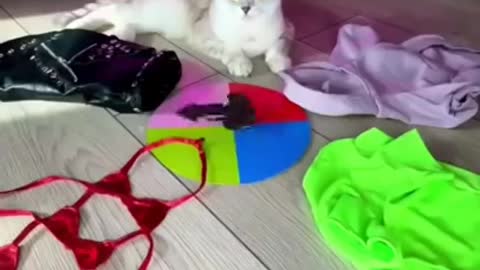 😂 OMG 😂Cute Cats Doing Funny Things 😍 Funniest Cats Video 😍 Cute Cats