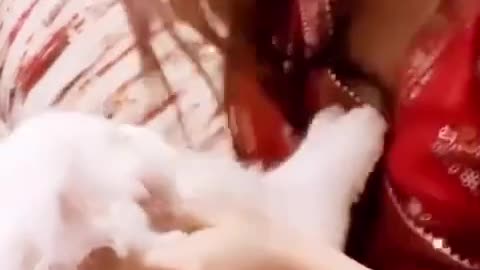 Cat playing for hot girl