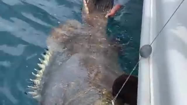 That's a big fish
